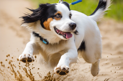 Top 5 Fun Activities to Keep Your Dog Happy and Active