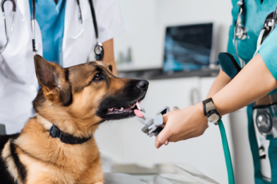 The Benefits of Regular Vet Check-Ups for Your Pet